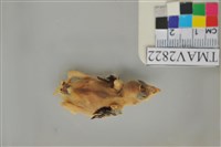 藏品(家燕)的圖片